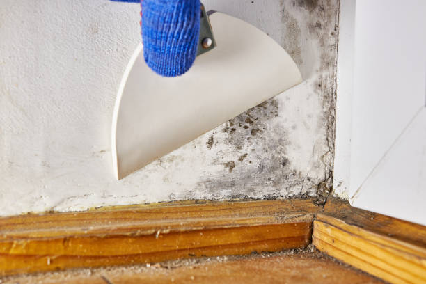 Best Attic Mold Removal  in Port Angeles East, WA